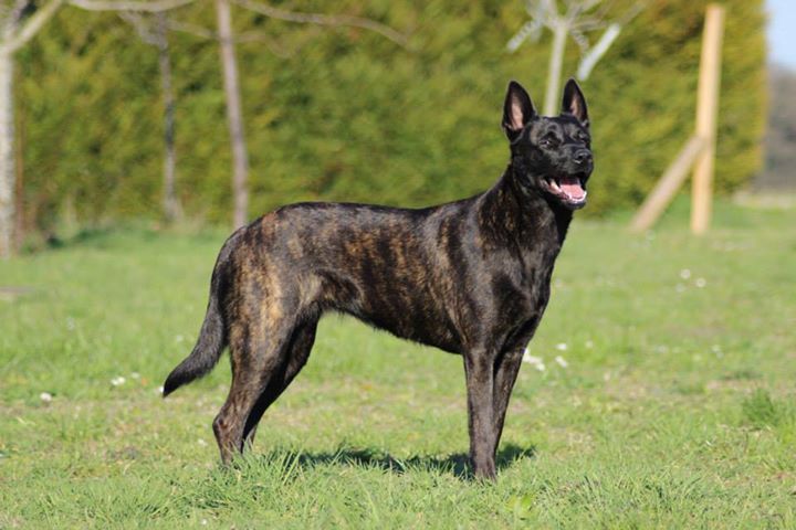 Guapa du domaine des Sphinx Noirs