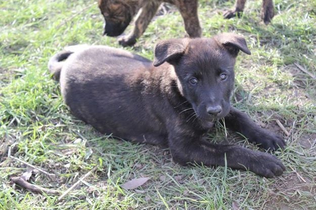 Bellalypso - Berger hollandais - Portée née le 05/10/2014